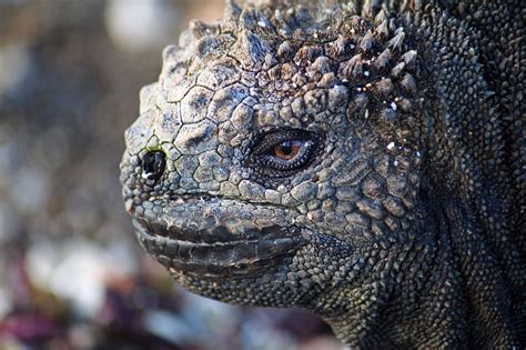 iguana poze reddit|A marine iguana : r/pics .